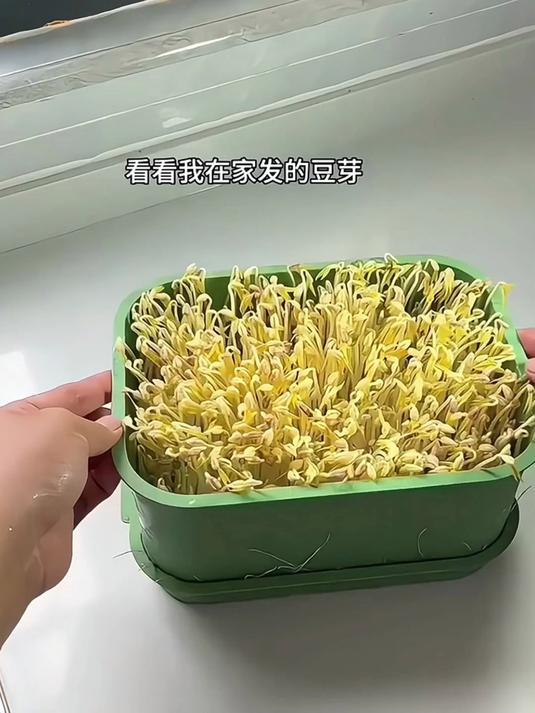 现在菜难种又贵?自己生豆芽,安全环保又方便