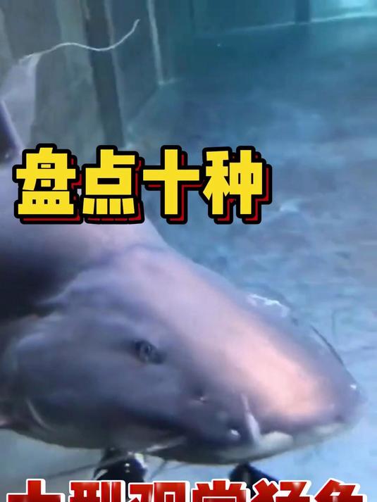 盘点十种大型观赏猛鱼3.0