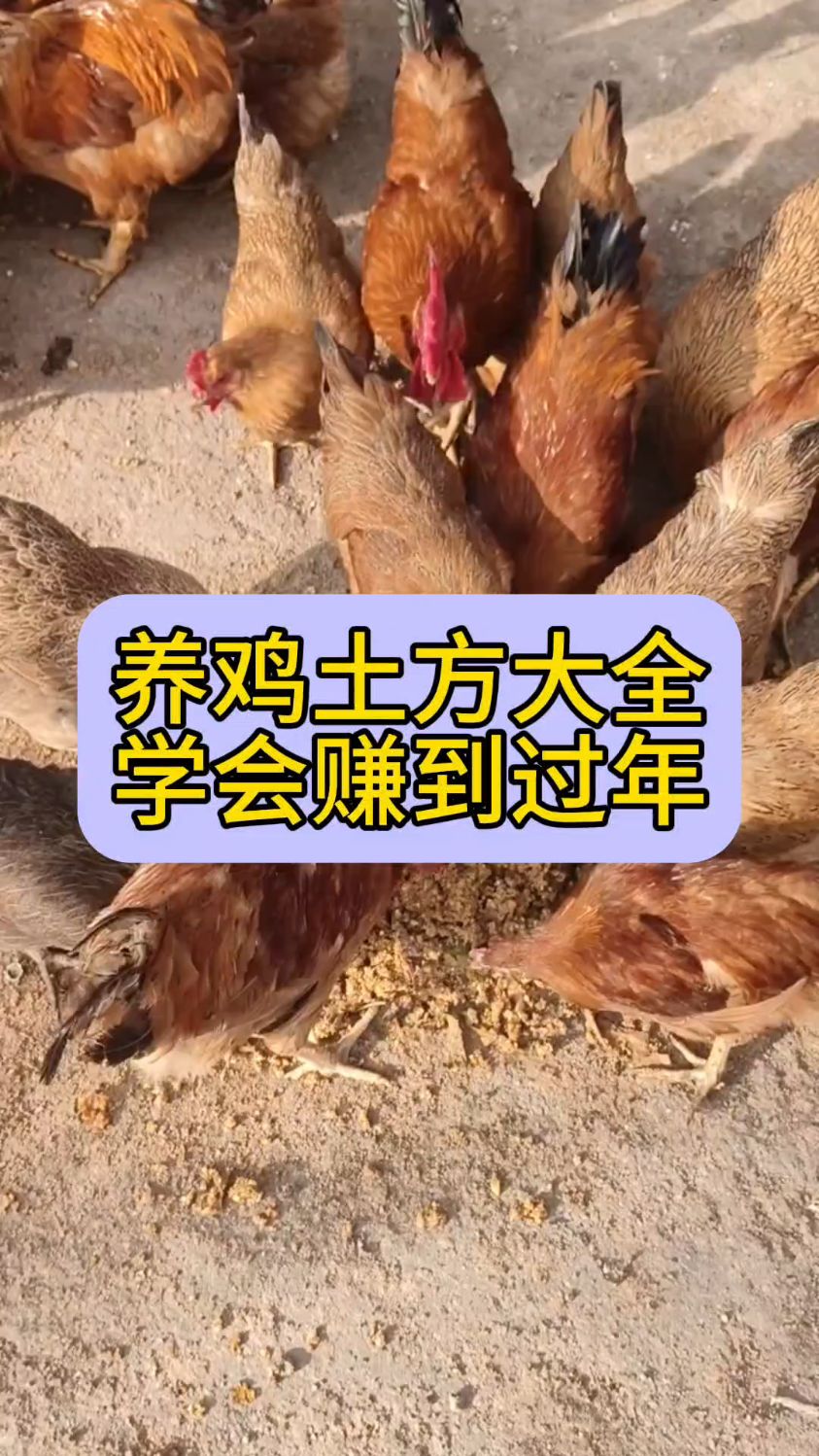 养鸡土方大全,学会赚到过年!