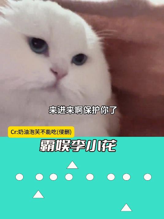 小猫咪贴贴呀!亲亲呀!
