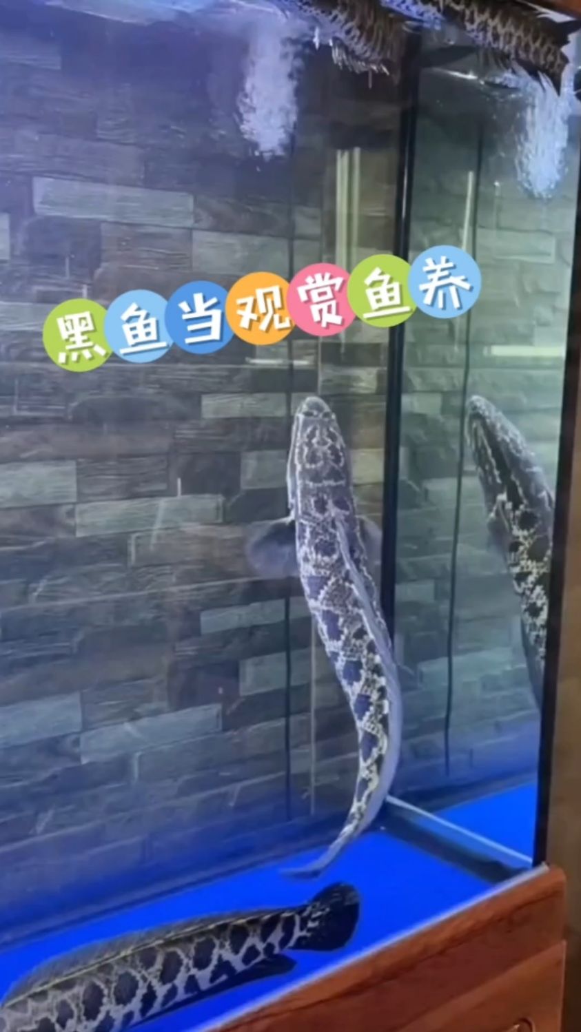 养啥观赏鱼,黑鱼好吃好养又霸气,当观赏鱼不香吗