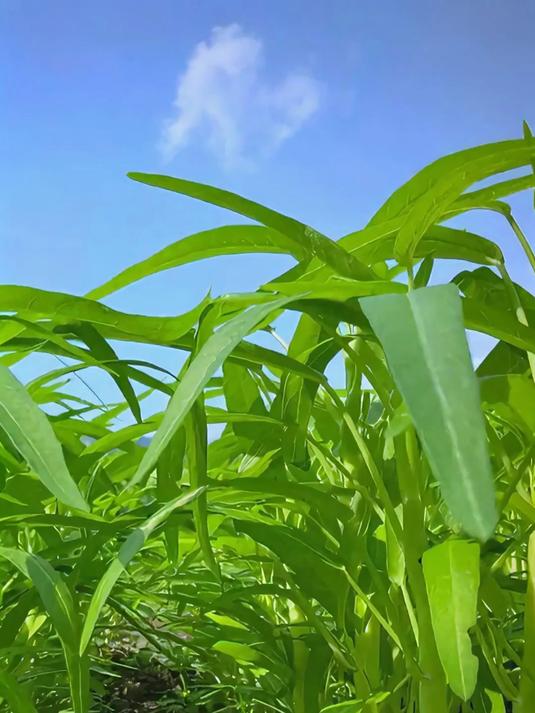 快来看看这些常见的空心菜品种,你都叫对了吗?