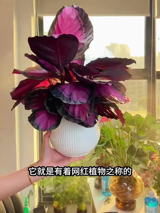 幸运的女人家里一般都有一盆红玫瑰竹芋