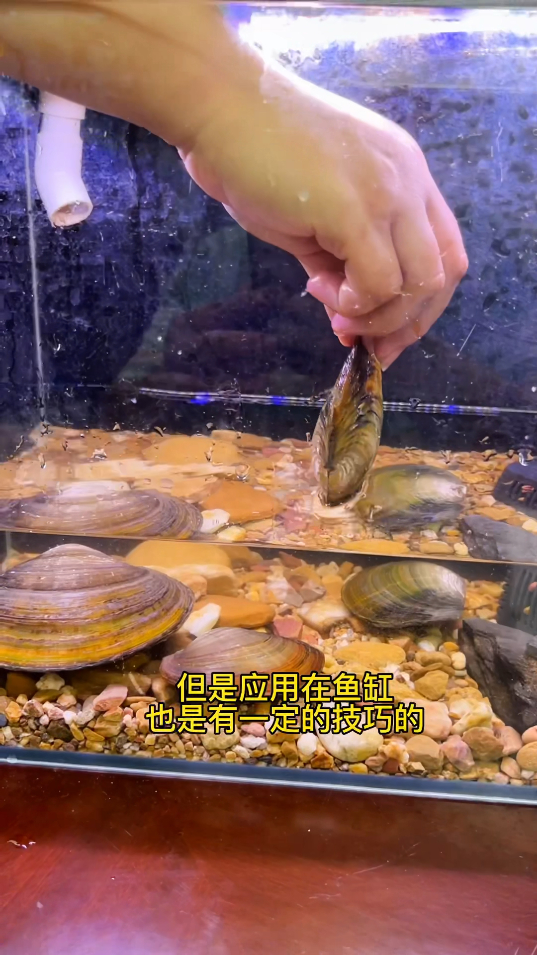 你想知道的河蚌在鱼缸里的养殖技巧。