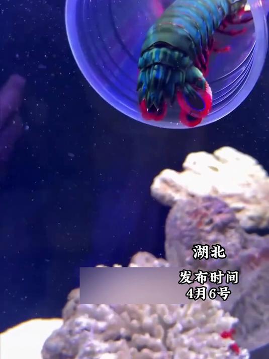 来自深海中的“一拳超人”,雀尾螳螂虾