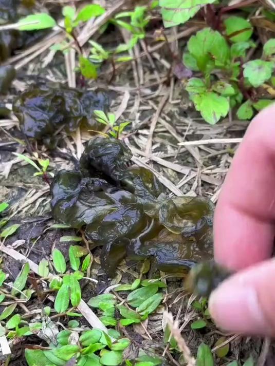 纯天然地皮菜,开胃又有益,健康首选