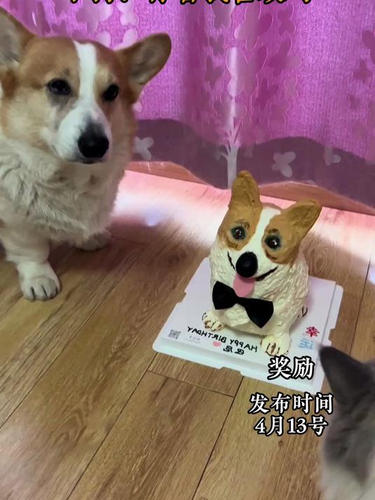 小狗过生日主人做了个小狗样子的蛋糕,小狗看起来一脸不开心