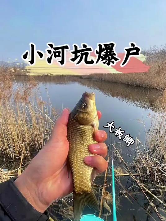 看着不起眼的小河坑,里面的鲫鱼竟然是这个样子