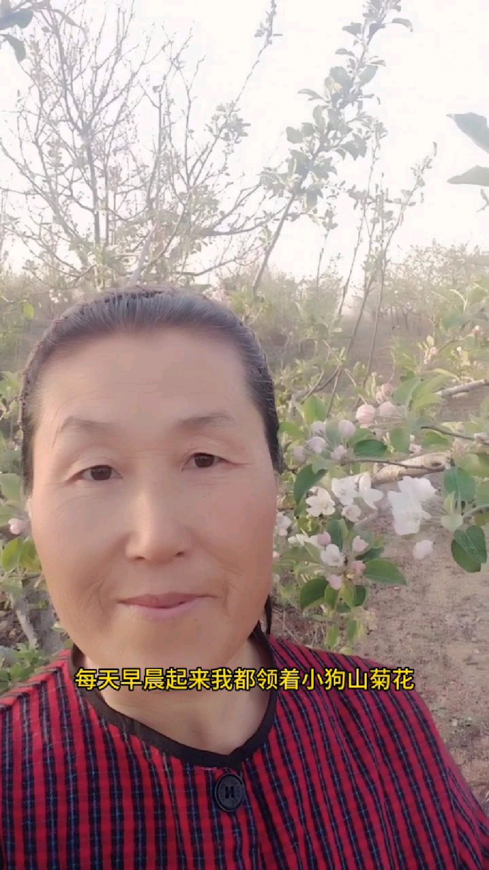 我的农村生活,树上有花,树下有鸡鸭鹅