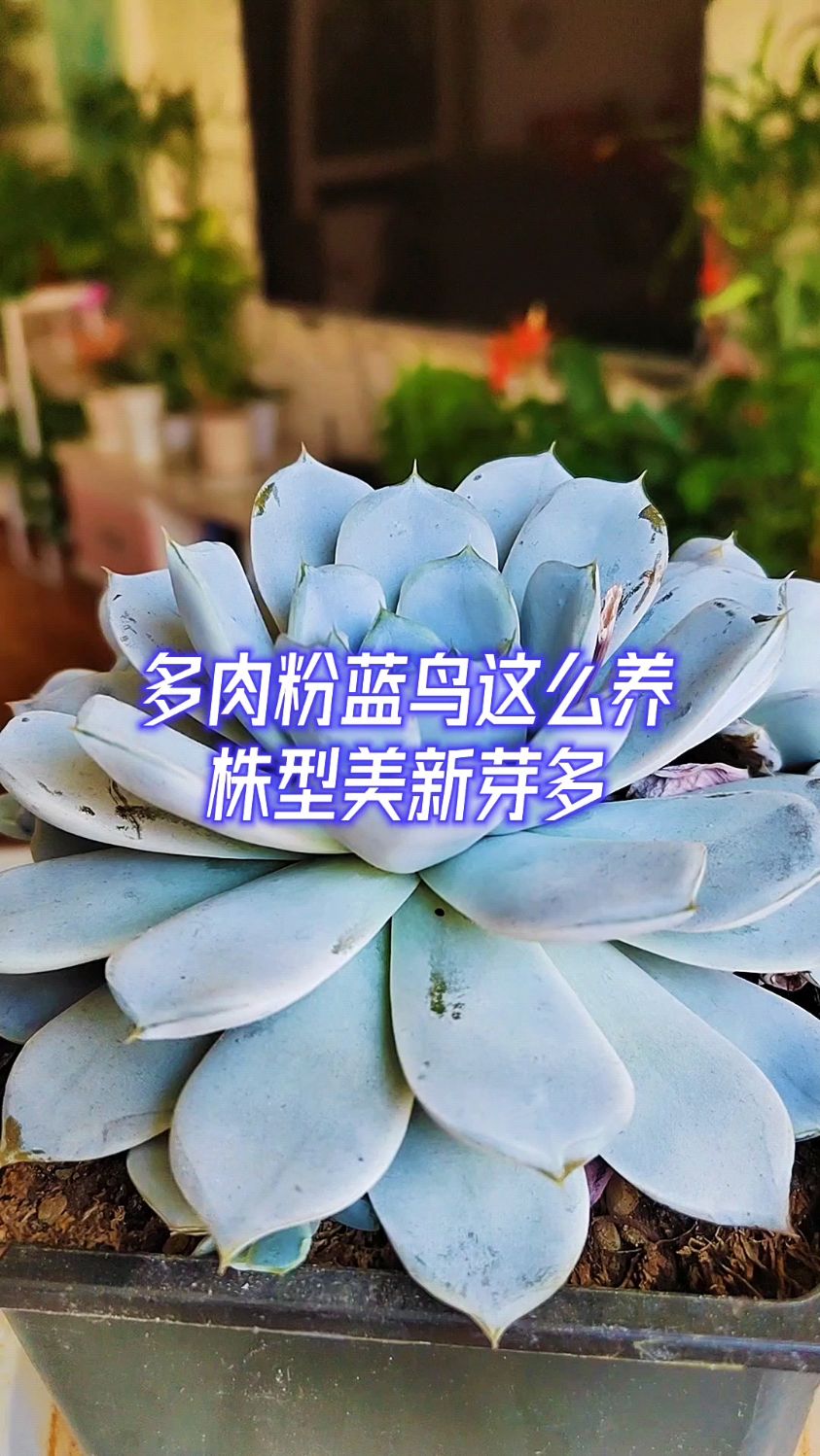 多肉粉蓝鸟怎么养株型美新芽多?