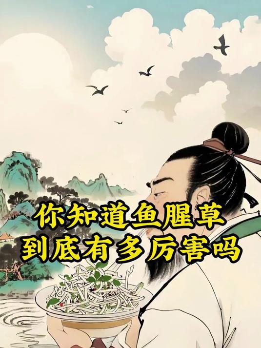 鱼腥草到底有多厉害你知道吗 中医养生