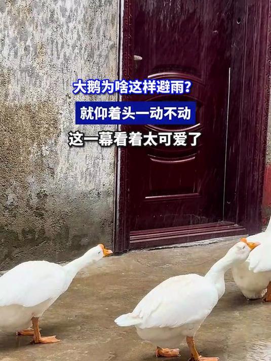 大鹅为啥这样避雨?就仰着头一动不动,这一幕看着太可爱了