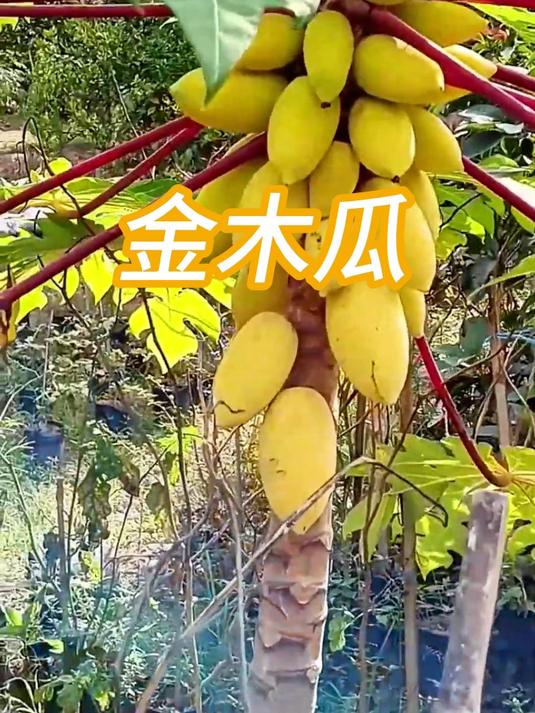 印尼金木瓜成熟信号：变黄≠熟，变橙才是关键！