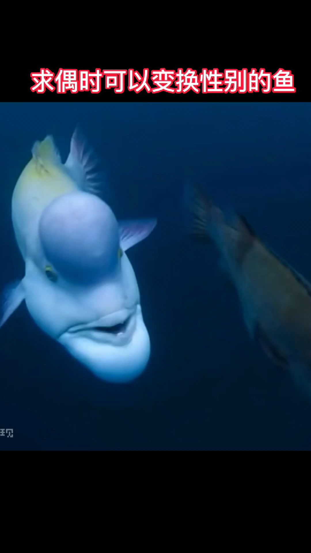 求偶时可以变换性别的鱼
