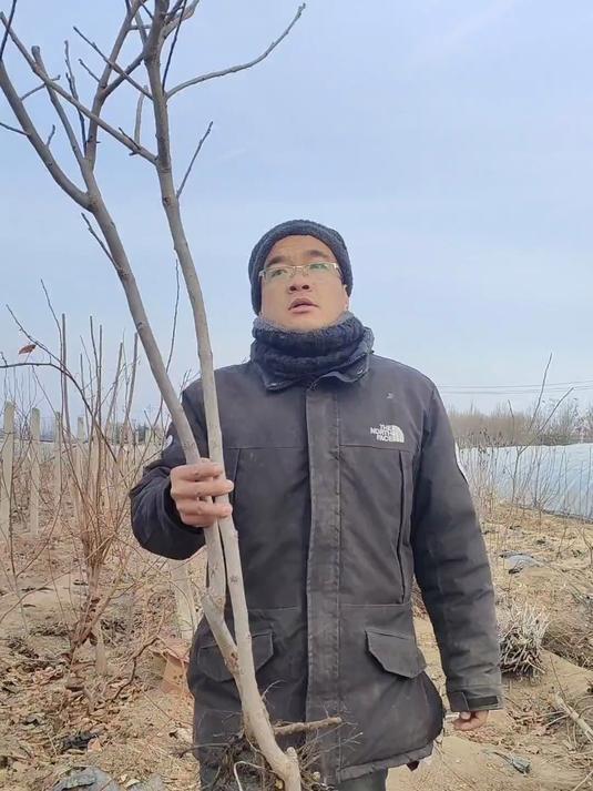 巧克力柿子树苗,根系发达 种植成活率高