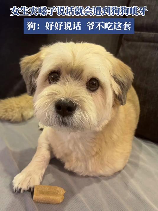 女生夹嗓子说话就会遭到狗狗呲牙,狗:好好说话!爷不吃这套