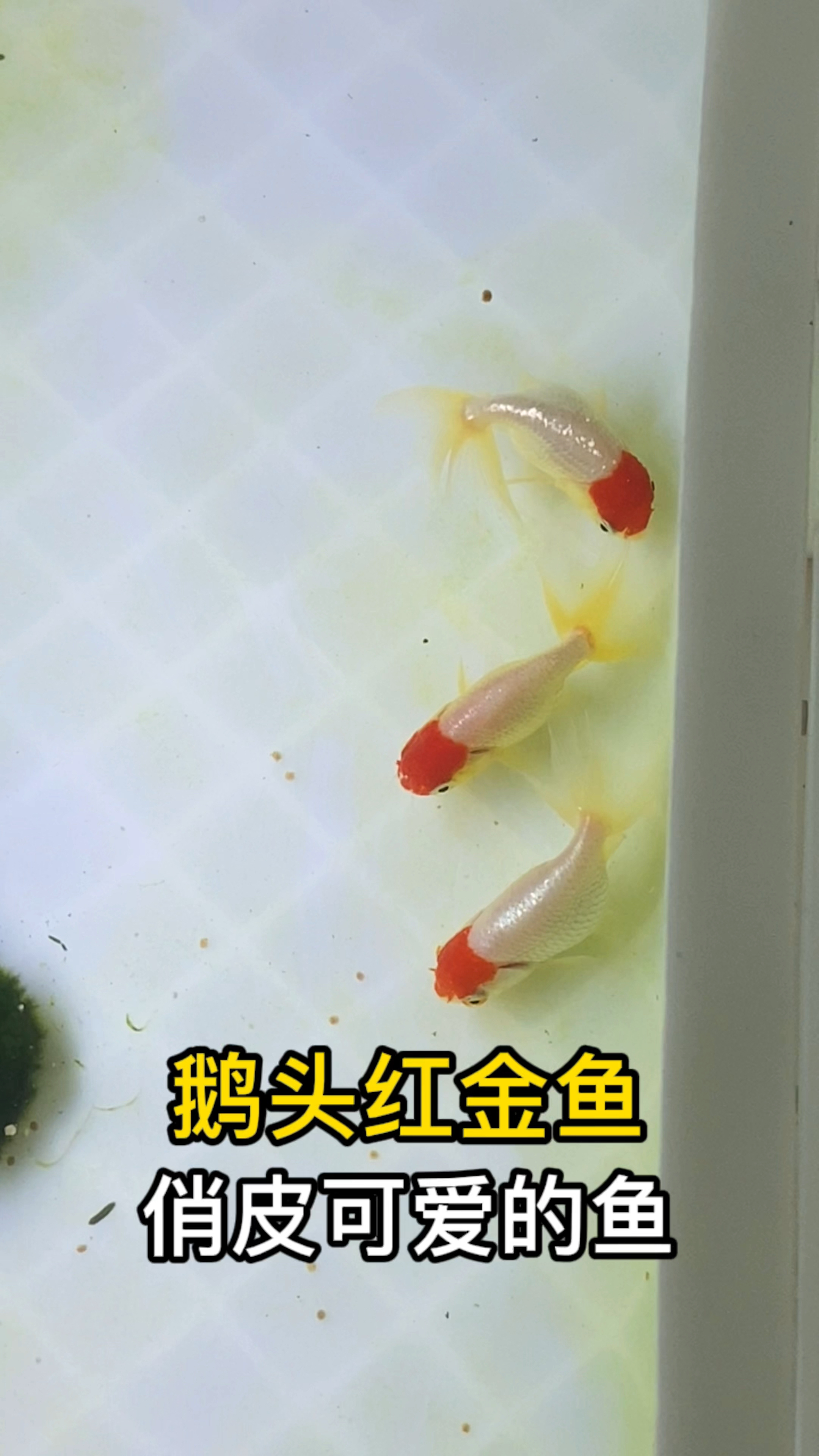 新买了三条鹅头红金鱼,俏皮又可爱的金鱼