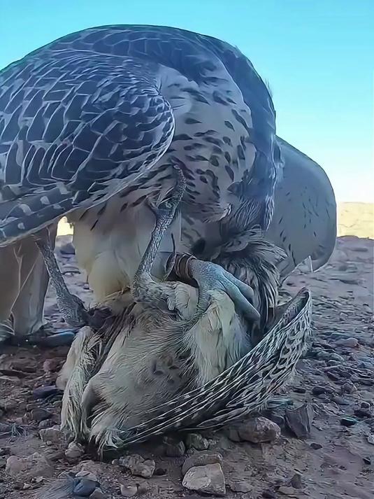 镜头当中的海东青,直接就将一只野鸡,给紧紧地按在了地上!