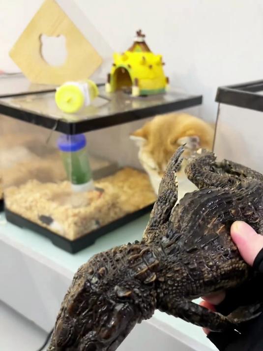 这鳄鱼骨骼标本的制作我是彻底整明白了!