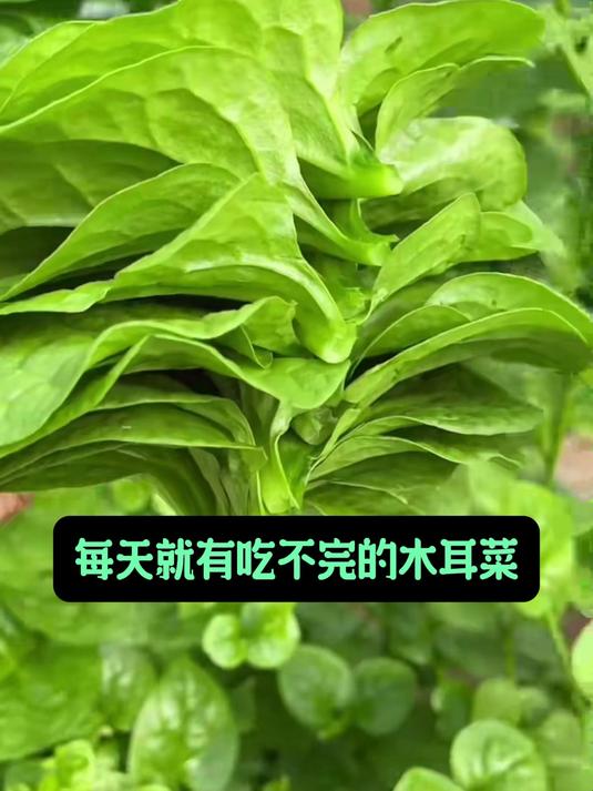高温40℃照样长,大叶木耳菜种子,凉拌炖汤滑嫩不塞牙