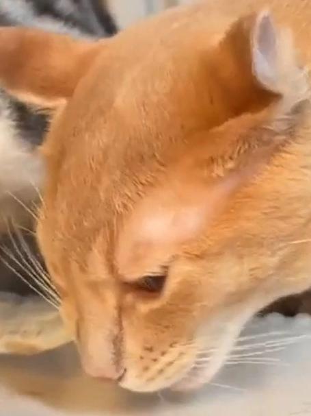 给两只猫投喂一条鱼，左边的猫护食咬住不放，右边的已经大快朵颐