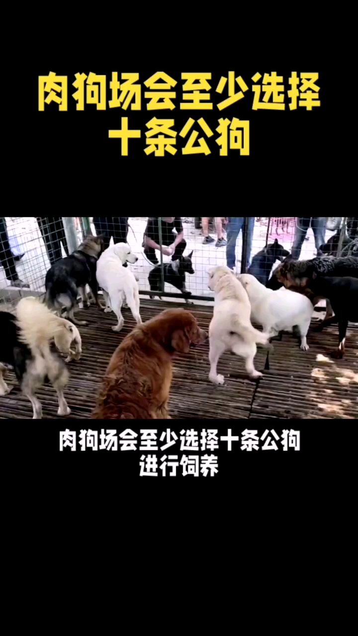 肉狗场为什么最少要养10条公狗