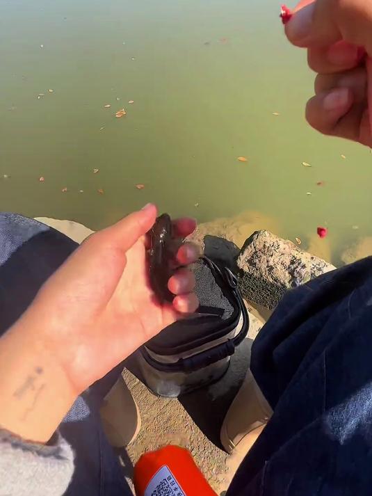 人家钓腊鱼,我钓一桶罗非