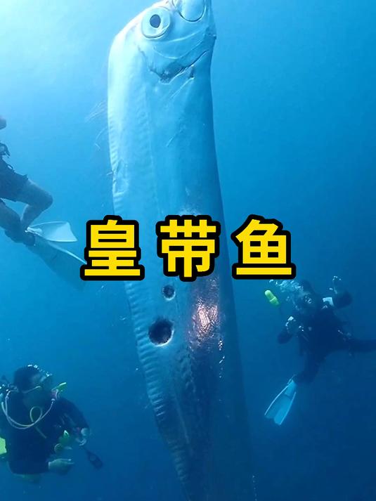 皇带鱼,是一种深海鱼,体型庞大!