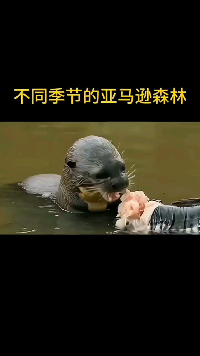 亚马逊的神奇鱼类