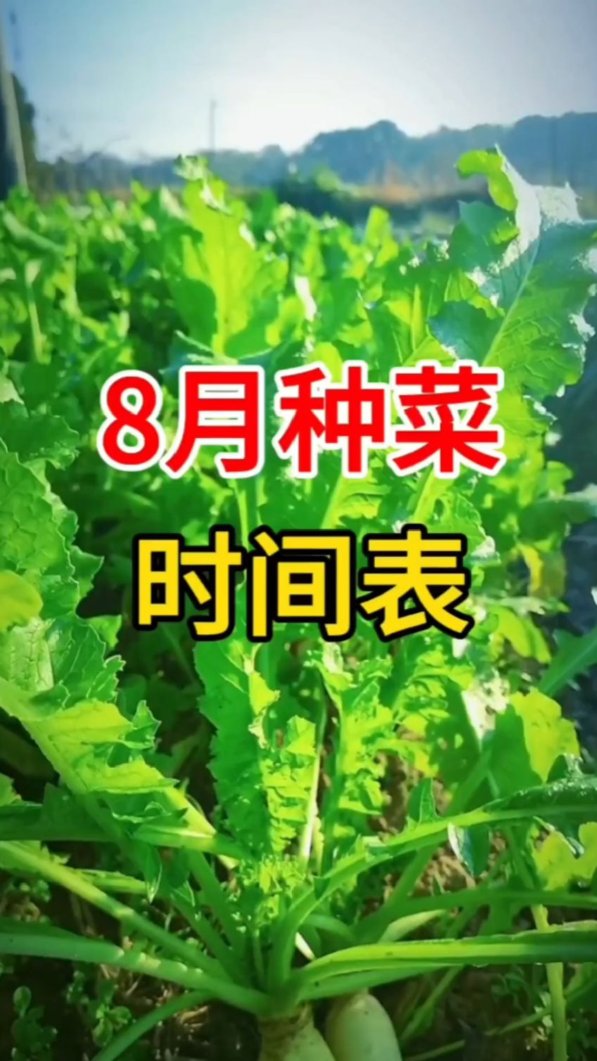8月种菜时间表