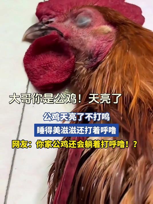 公鸡天亮了不打鸣，睡得美滋滋还打着呼噜