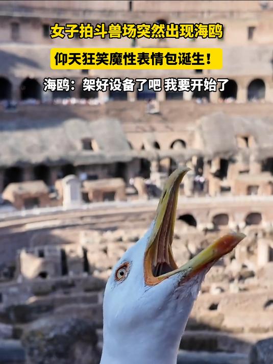 女子拍斗兽场突然出现海鸥,仰天狂笑魔性表情包诞生!