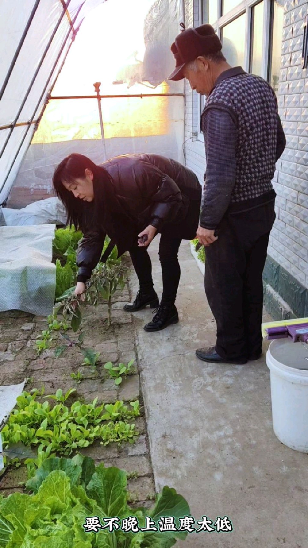 砖地菜园子都冻死了