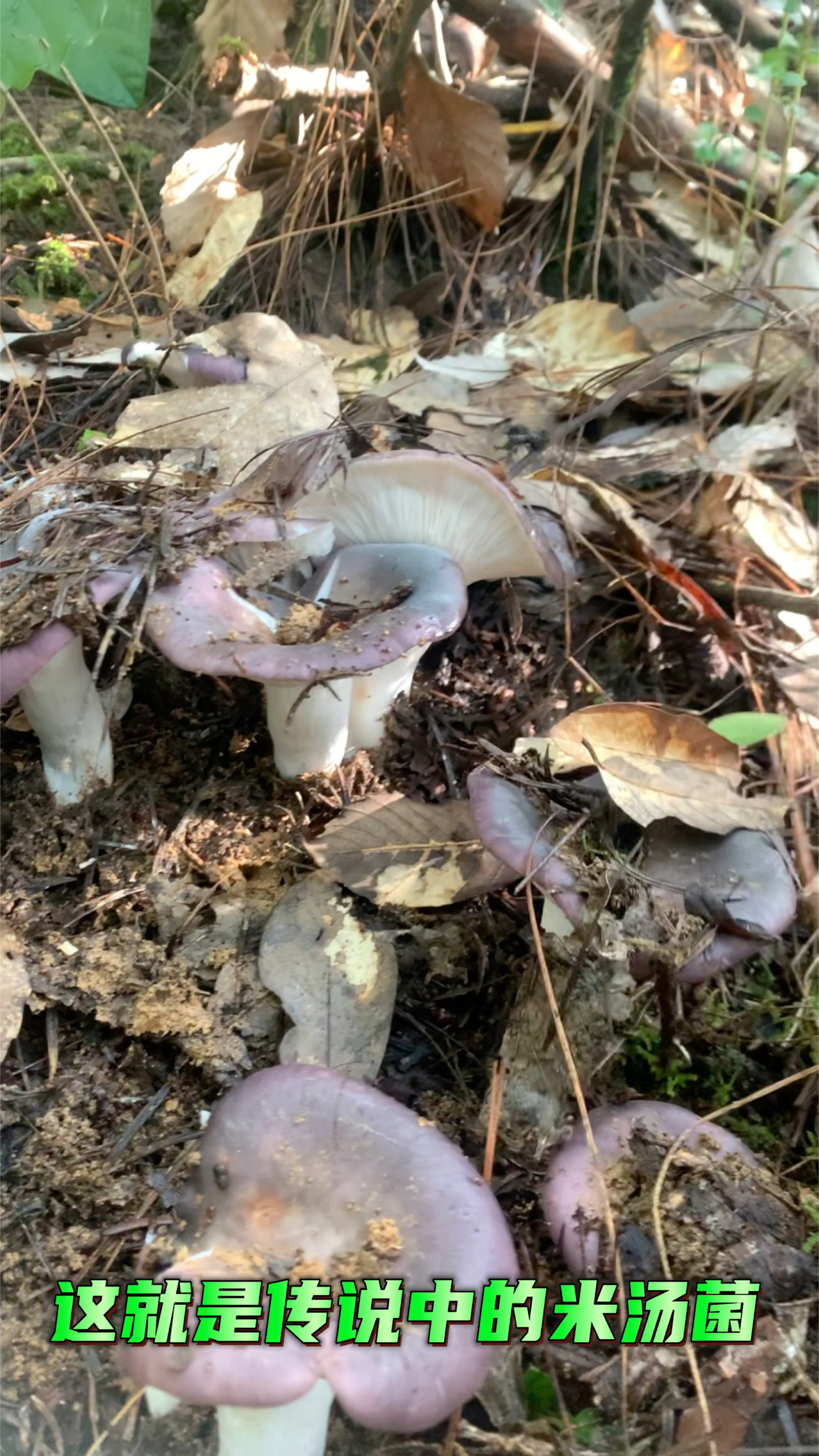 这就是传说中的米汤菌太漂亮了