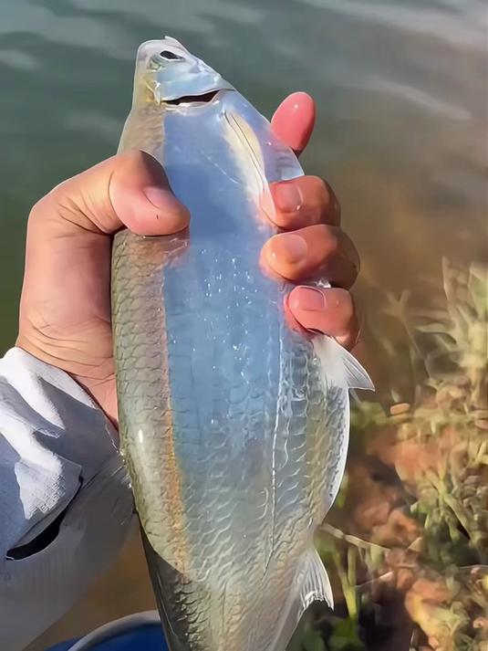 分享一波钓鱼佬都认识的鱼，看看有没有你不认识的鱼？