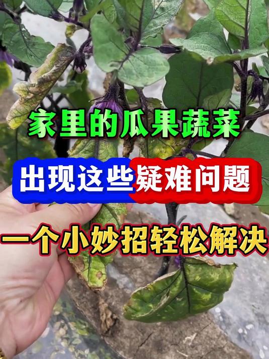 家里瓜果蔬菜出现这样问题一个妙招轻松解决