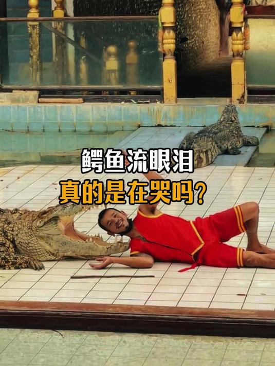 鳄鱼流眼泪真的是在哭吗?