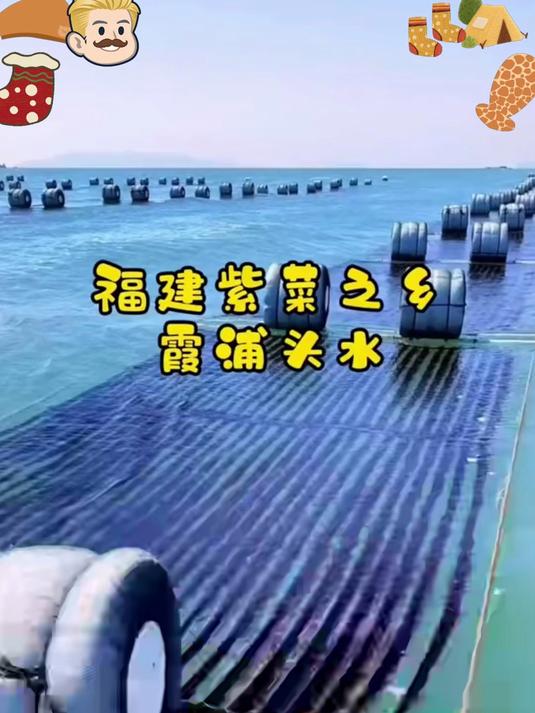 正宗福建头水紫菜,细嫩爽滑,营养高,全家煲汤必备!#春节#