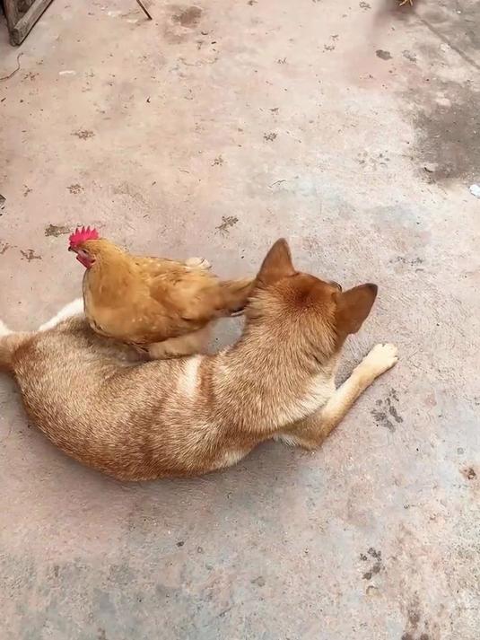 狗子带大的小鸡