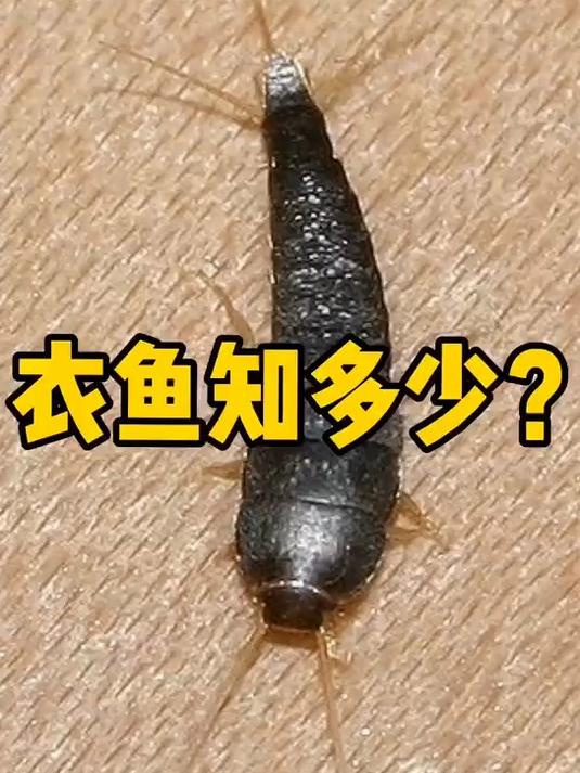 衣鱼怎么消灭?衣鱼的生活习性及防治方法