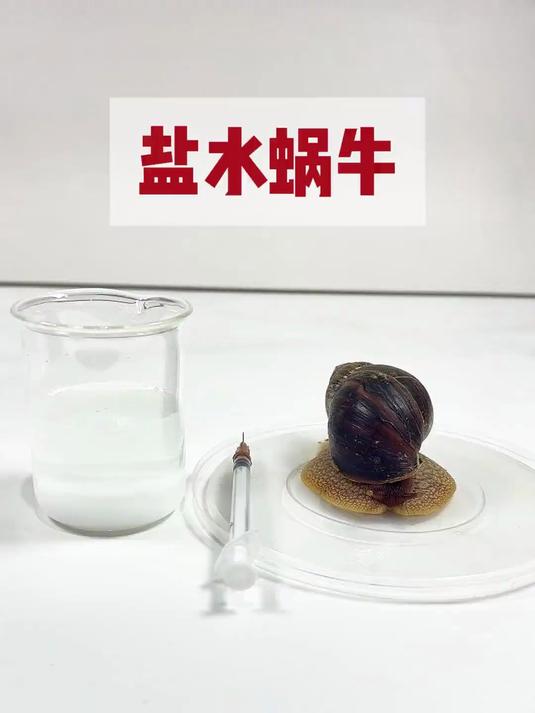 盐水蜗牛