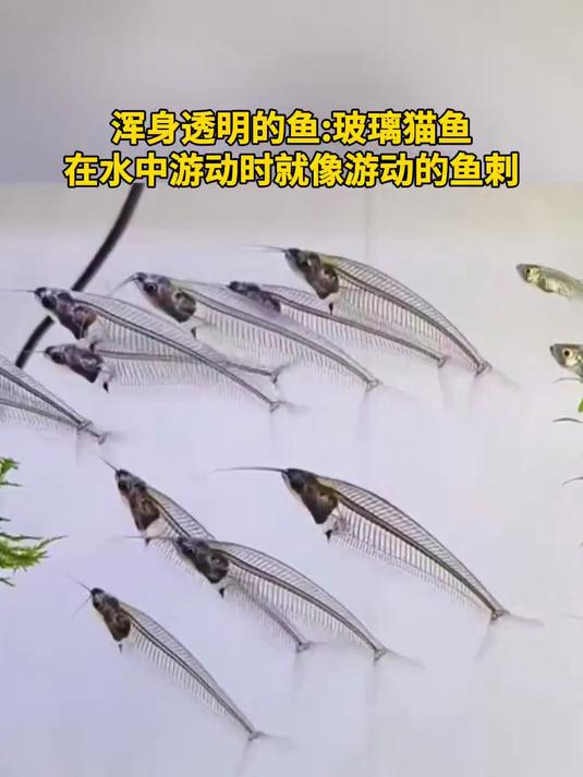 浑身透明的鱼玻璃猫鱼,在水中游动时就像游动的鱼刺