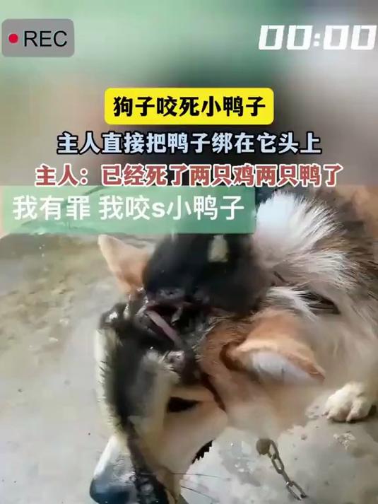 狗狗咬鸭子主人冷静处置反应亮了情商在线