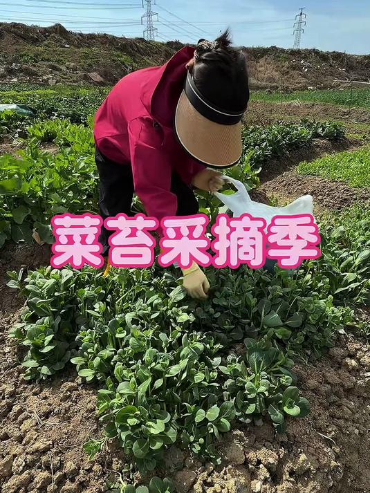 菜苔大丰收，又到了菜苔丰收的季节#三农#