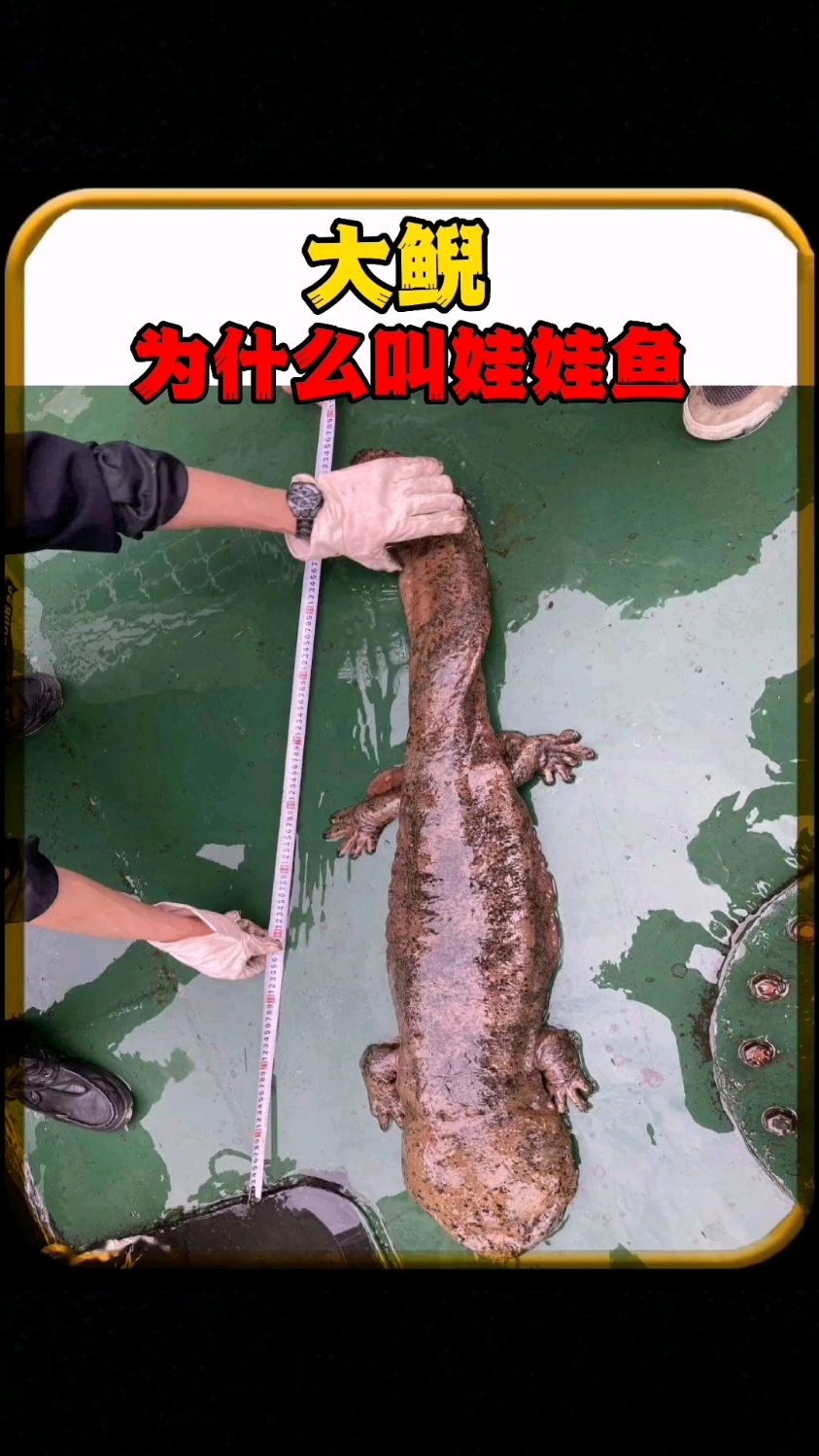 大鲵为什么被称为娃娃鱼