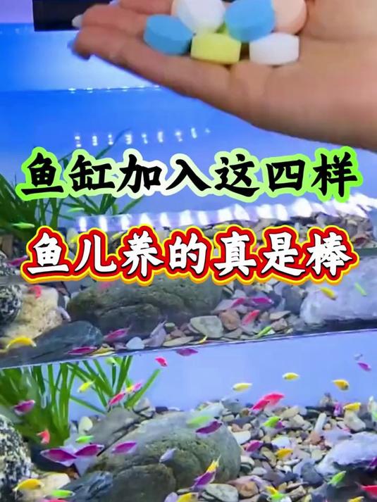 鱼缸加入这四样鱼儿养的真是棒
