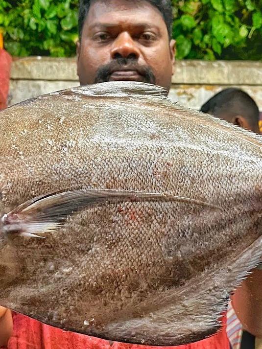 看印度人都是如何处理黑鲳鱼的，很有观赏性，也很解压啊