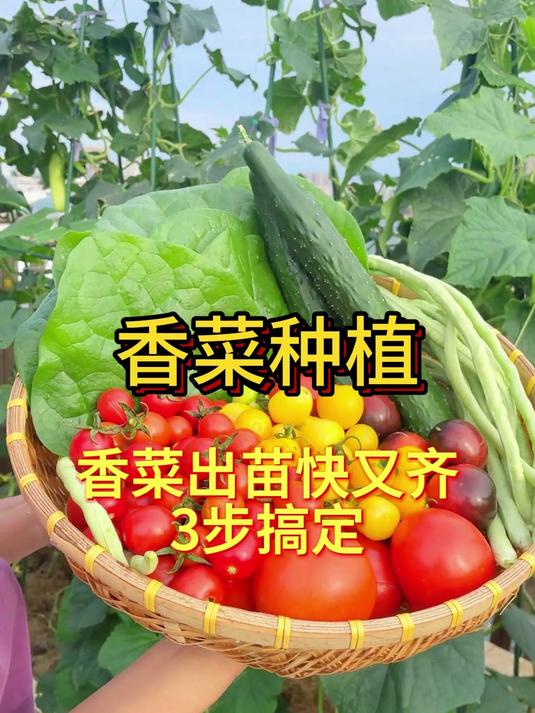 香菜出苗快又齐,3步搞定