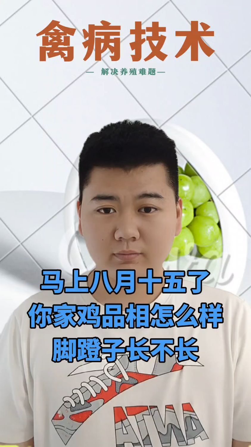 #鸡毛色不好看怎么改善鸡毛色不好看是什么原因鸡毛无光泽的原因鸡毛凌乱蓬松怎么回事