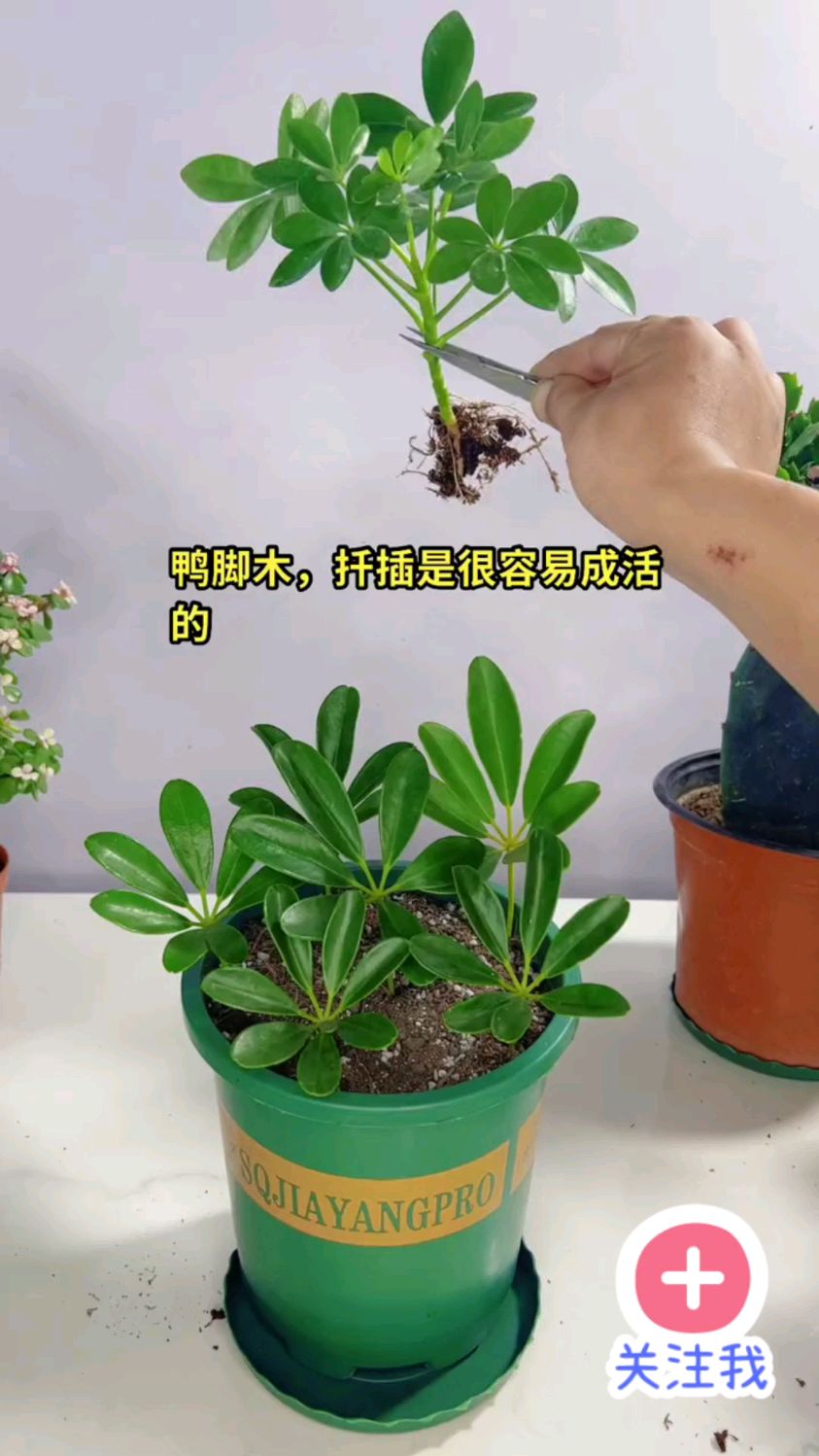 鸭脚木扦插种植小技巧
